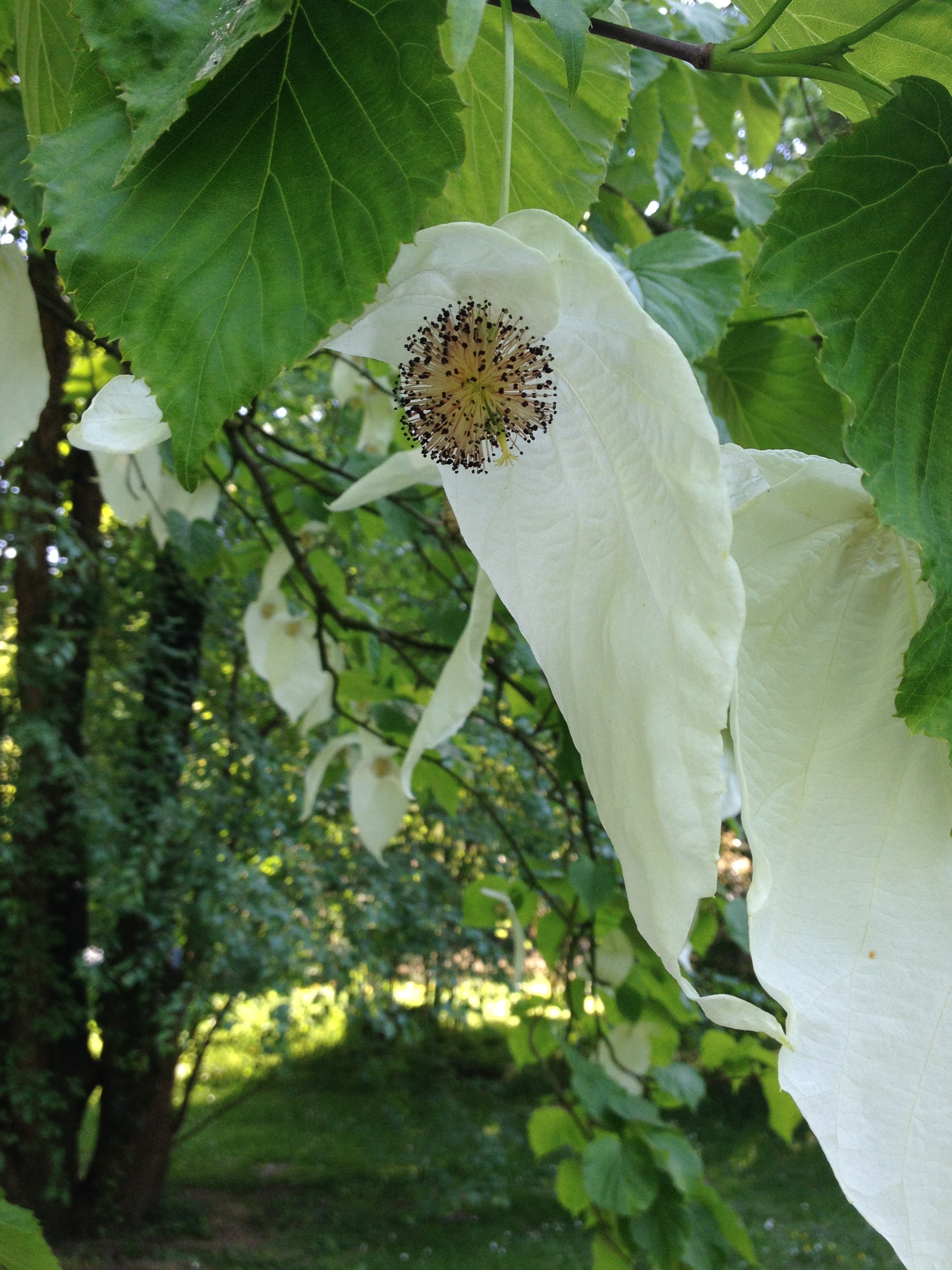 Blüte_Taschentuchbaum_Patrick_Knopf (1)